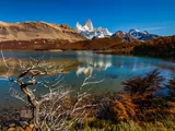 Dry tree and autumn forest on the shores of Laguna Capri, with Fitz Roy in the background